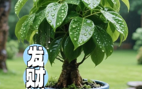 发财树是四季常青吗？一份精准数据与地域化养护指南