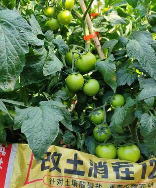 种植西红柿用什么肥料最好？附西红柿高效种植技术指南