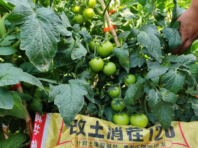 种植西红柿用什么肥料最好?附西红柿高效种植技术指南 种植西红柿用什么肥料最好?附西红柿高效种植技术指南