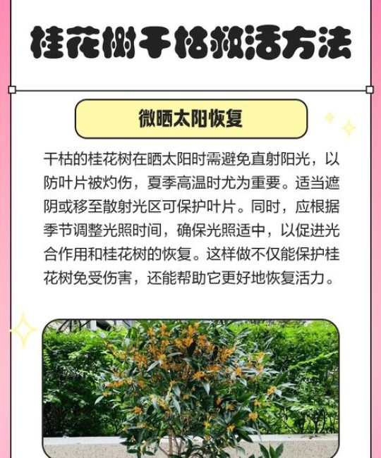 桂花树干枯了怎么救活？专家教你三步挽救