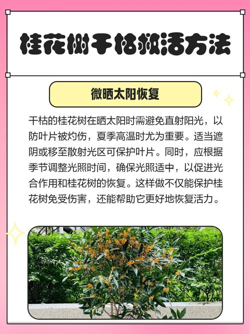 桂花树干枯了怎么救活?专家教你三步挽救 一、快速诊断:找出干枯的“真凶”