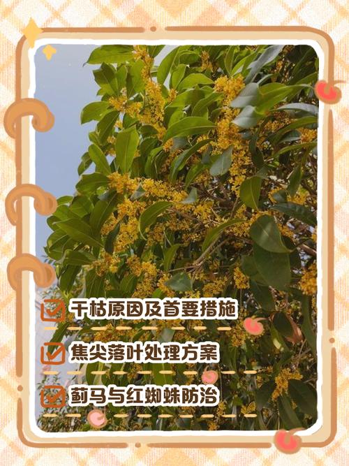 桂花树干枯了怎么救活?专家教你三步挽救 三、后续养护:预防复发,让桂花更健康