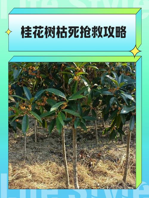 桂花树干枯了怎么救活?专家教你三步挽救 二、三步救治:从修剪到复壮
