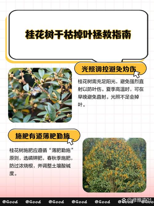 桂花树干枯了怎么救活?专家教你三步挽救 结语