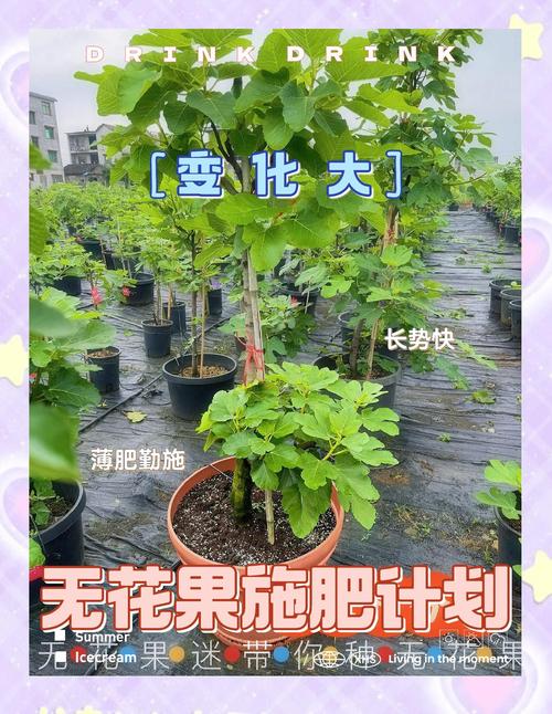 无花果树施什么肥比较好:高效施肥方案与四季管理指南 无花果施肥常见四大误区