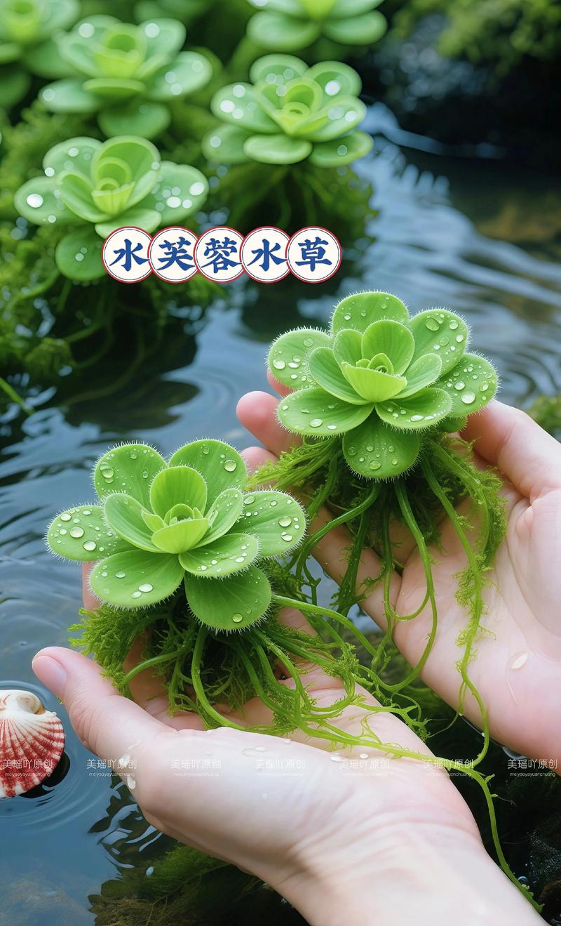 如何判断你的鱼缸需要哪种水草