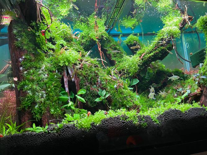 新手推荐清单（按易养程度排序）
