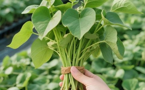 长芽红薯怎么种？从育苗到地栽，7个步骤教你种出大红薯