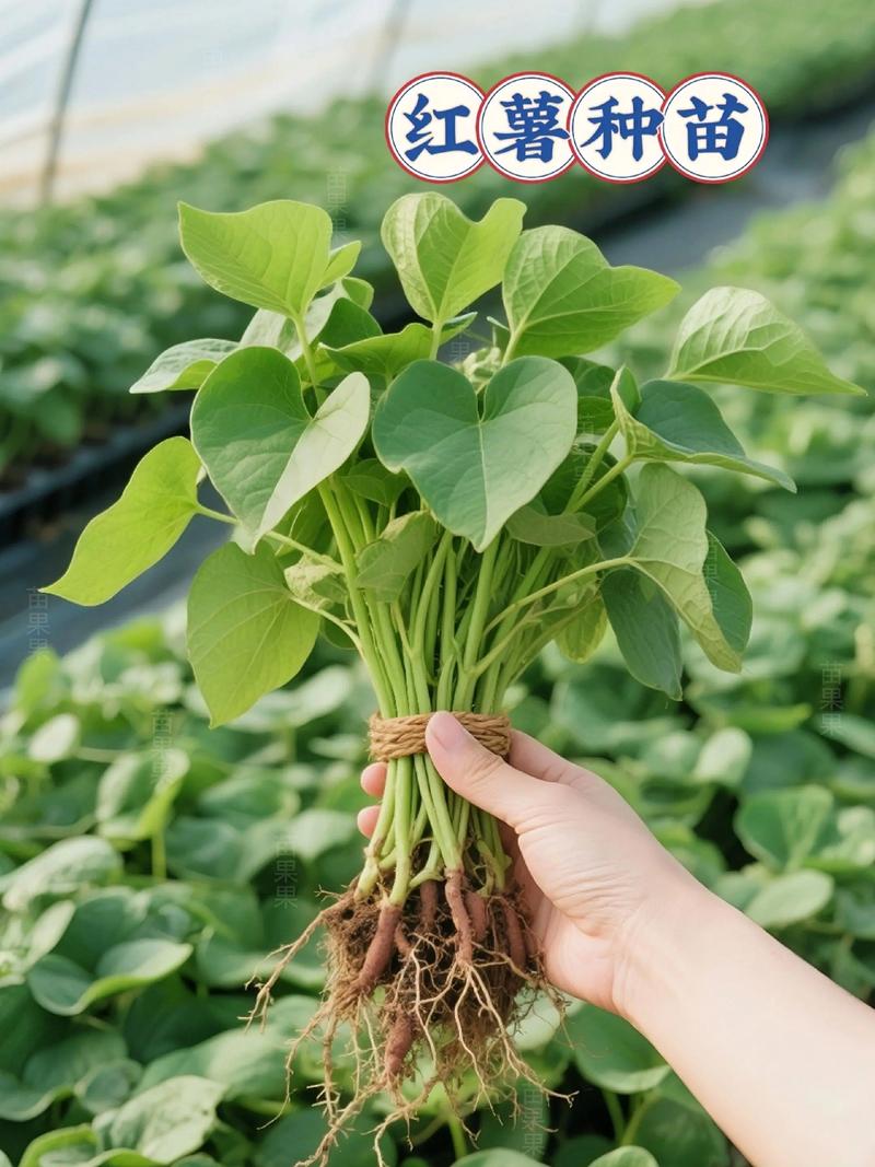长芽红薯怎么种?从育苗到地栽,7个步骤教你种出大红薯 一、适宜时间:选对季节,发芽率更高