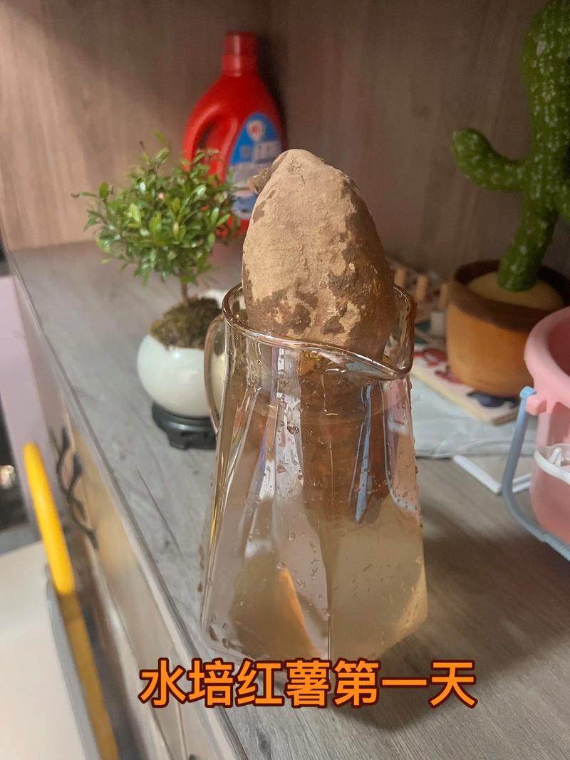 长芽红薯怎么种?从育苗到地栽,7个步骤教你种出大红薯 三、栽前处理:长芽红薯的育苗与切块