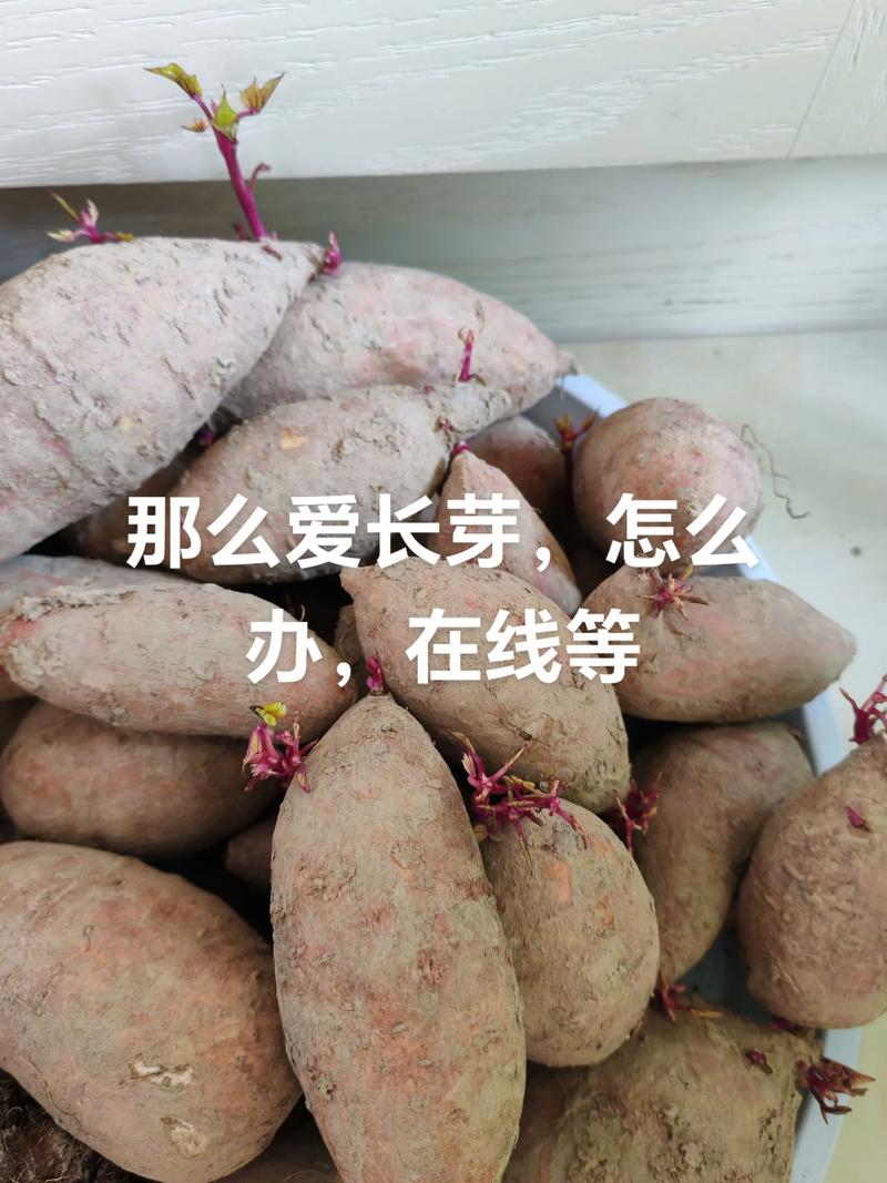 长芽红薯怎么种?从育苗到地栽,7个步骤教你种出大红薯 五、浇定根水:栽后立即浇,一次浇透