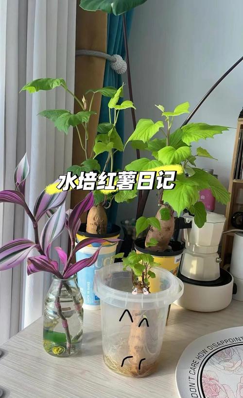 长芽红薯怎么种?从育苗到地栽,7个步骤教你种出大红薯 七、成活注意事项:防烂根、控旺长