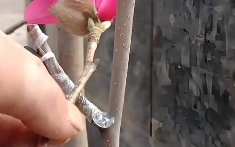 玉兰花扦插能活吗？技术详解与品种差异实操指南