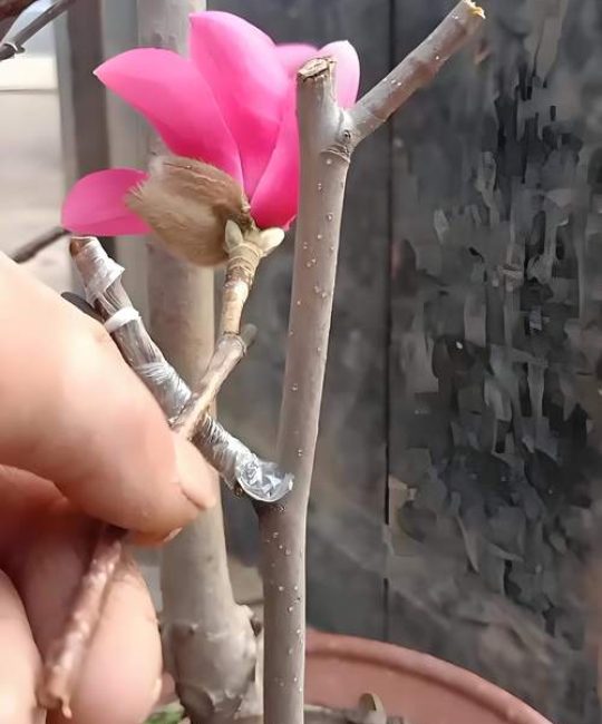 玉兰花扦插能活吗？技术详解与品种差异实操指南