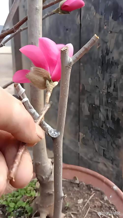 玉兰花扦插能活吗?技术详解与品种差异实操指南 玉兰花扦插能活吗?技术详解与品种差异实操指南