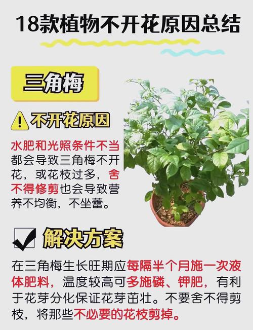 常见不开花的植物有哪些?家庭园艺不开花原因与促花指南 四、 常见植物促花时间表