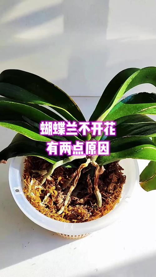 常见不开花的植物有哪些?家庭园艺不开花原因与促花指南 五、 常见问题解答(FAQ)