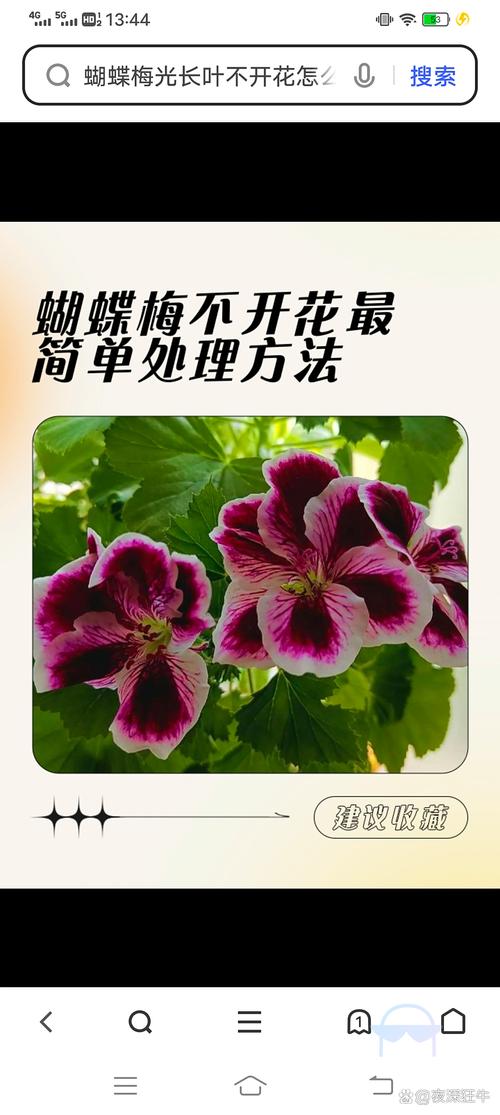 常见不开花的植物有哪些?家庭园艺不开花原因与促花指南 总结