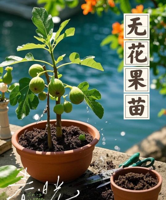 无花果适合小孩子吃吗？专家给出权威结论与家庭种植指南