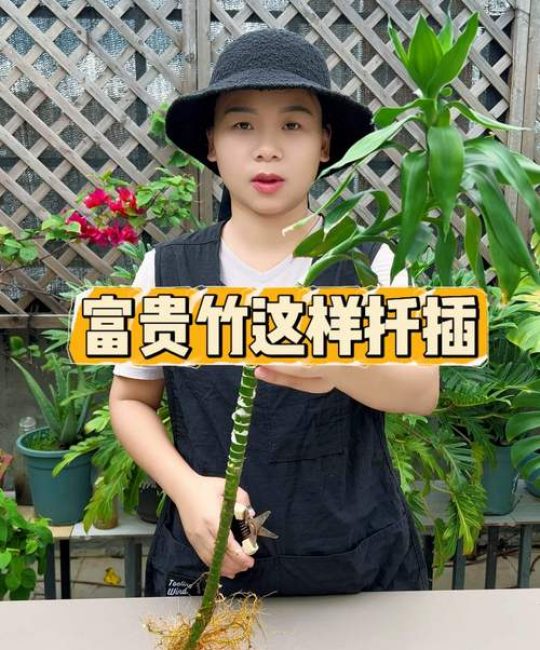 竹子怎么扦插才能成活？掌握这5个关键步骤，成活率提升90%