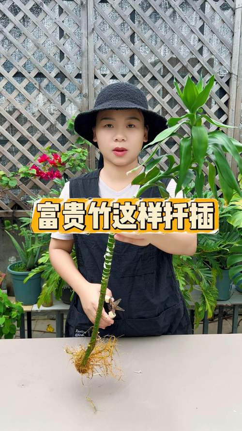 竹子怎么扦插才能成活?掌握这5个关键步骤,成活率提升90% 竹子怎么扦插才能成活?掌握这5个关键步骤,成活率提升90%