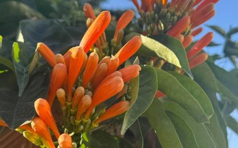 炮仗花什么时候开花？花期、养护与花墙打造全攻略