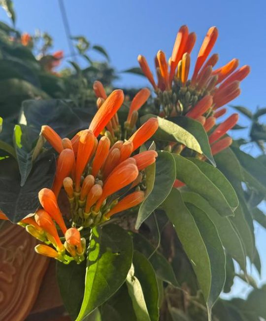 炮仗花什么时候开花？花期、养护与花墙打造全攻略