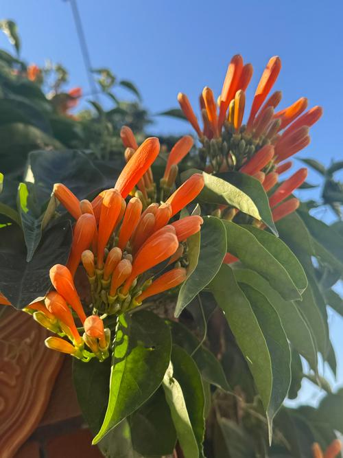 炮仗花什么时候开花?花期、养护与花墙打造全攻略 炮仗花的开花期与果期说明