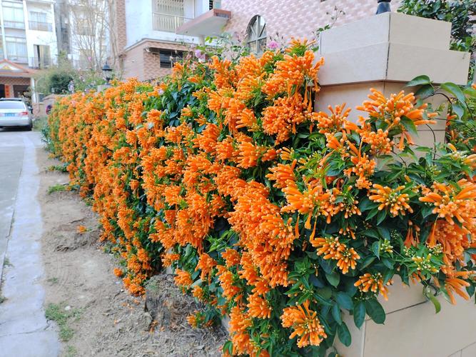 炮仗花什么时候开花?花期、养护与花墙打造全攻略 影响炮仗花开花的关键因素及参数