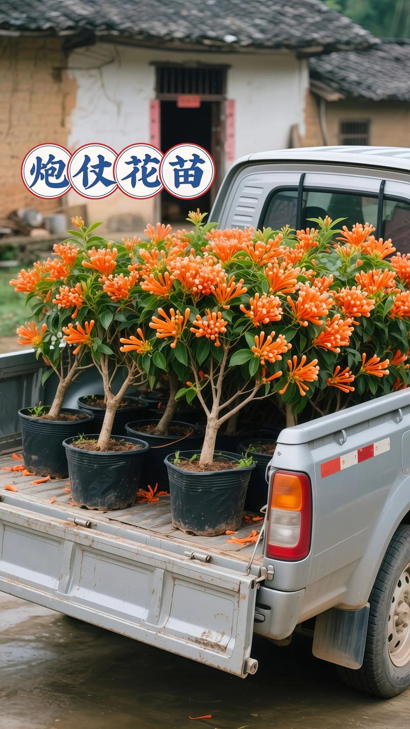 炮仗花什么时候开花?花期、养护与花墙打造全攻略 不开花或开花稀少的常见原因与解决方法