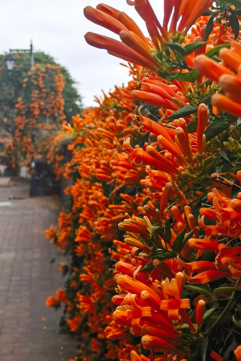 炮仗花什么时候开花?花期、养护与花墙打造全攻略 总结