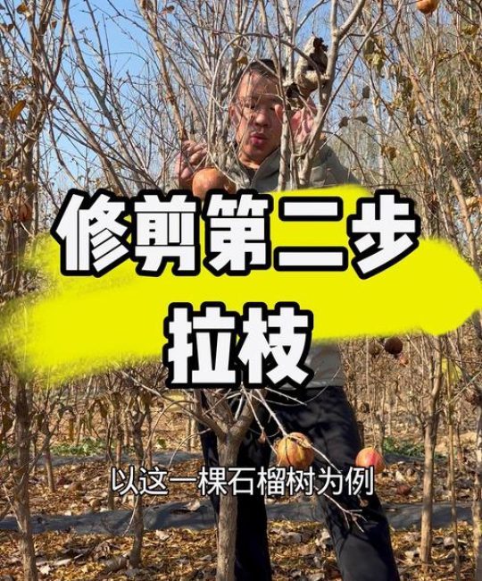 石榴树剪枝时间和方法：科学修剪促进高产