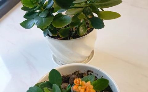 新手养花指南：没养过花的人最适合养这几种花