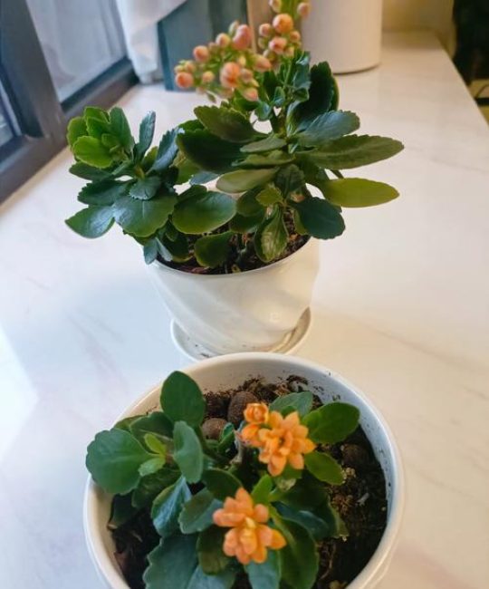新手养花指南：没养过花的人最适合养这几种花