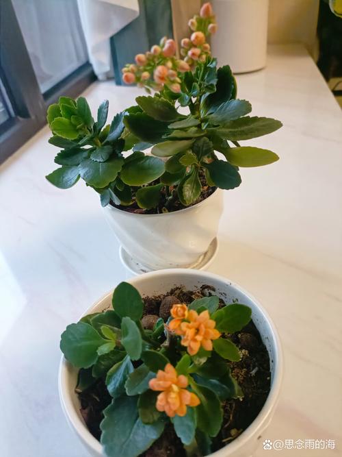 新手养花指南：没养过花的人最适合养这几种花