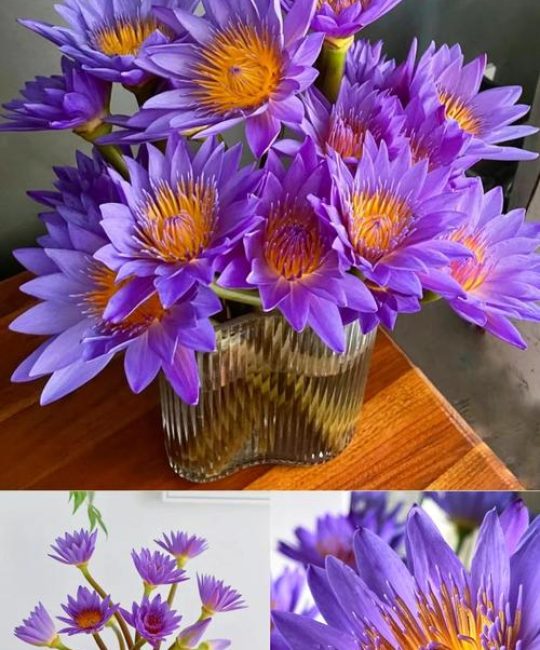 睡莲需要醒花吗？切花与盆栽睡莲的醒花与养护全指南
