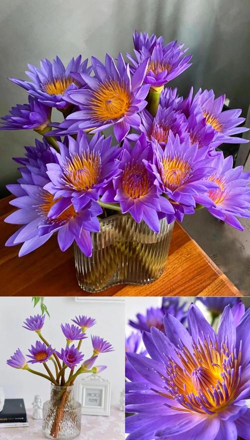睡莲需要醒花吗?切花与盆栽睡莲的醒花与养护全指南 确认睡莲的状态:是否需要醒花