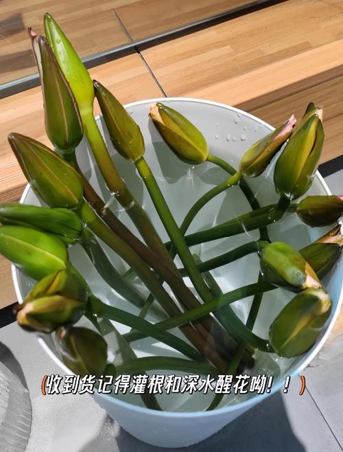睡莲需要醒花吗?切花与盆栽睡莲的醒花与养护全指南 醒花操作步骤