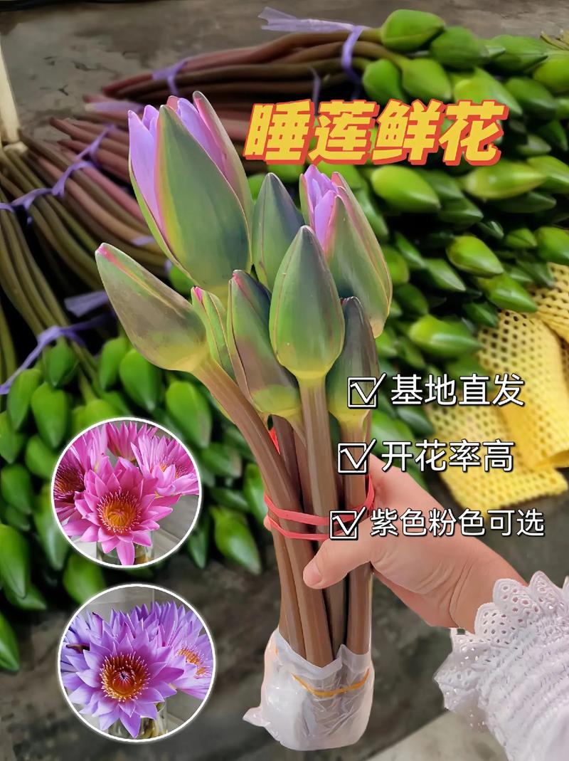 睡莲需要醒花吗?切花与盆栽睡莲的醒花与养护全指南 庭院池塘睡莲的养护指南