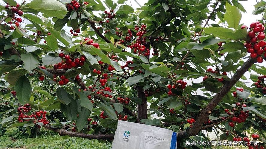 大樱桃春季施肥指南:选对肥料是丰产的第一步 不同树龄春季施肥方案简表