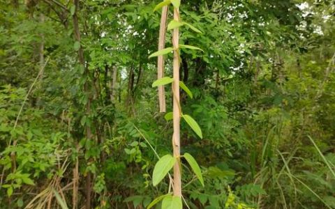 牵牛花和爬山虎不是同一种植物：从攀附方式到栽培的全方位对比
