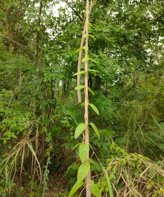 牵牛花和爬山虎不是同一种植物：从攀附方式到栽培的全方位对比