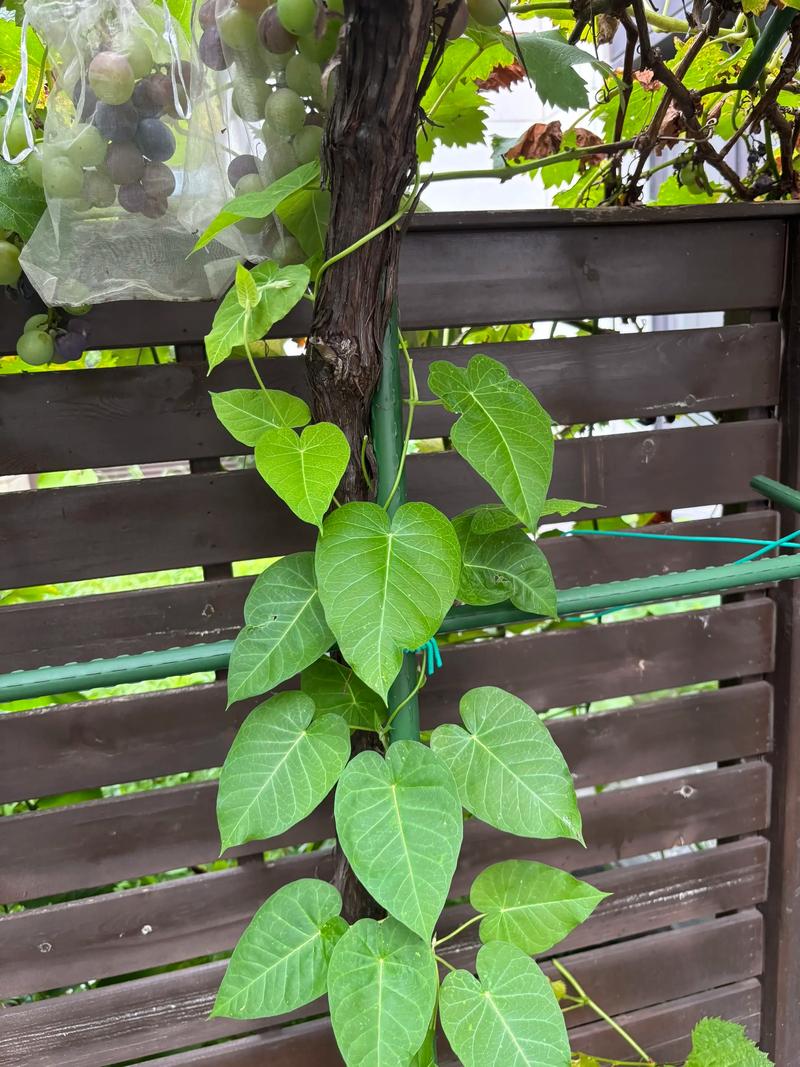 牵牛花和爬山虎不是同一种植物:从攀附方式到栽培的全方位对比 栽前处理与栽植深度
