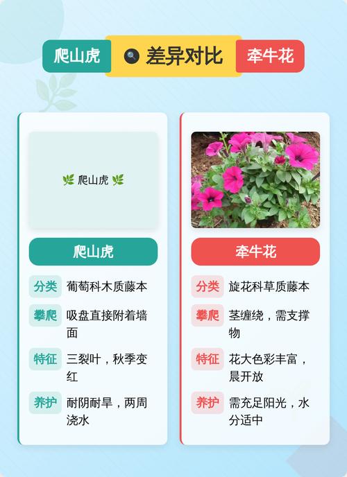 牵牛花和爬山虎不是同一种植物:从攀附方式到栽培的全方位对比 支架牵引与后期生长
