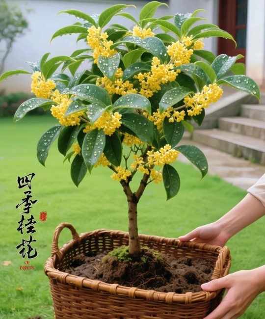 四季桂花树多少钱一棵？2025年价格参考与影响因素解析