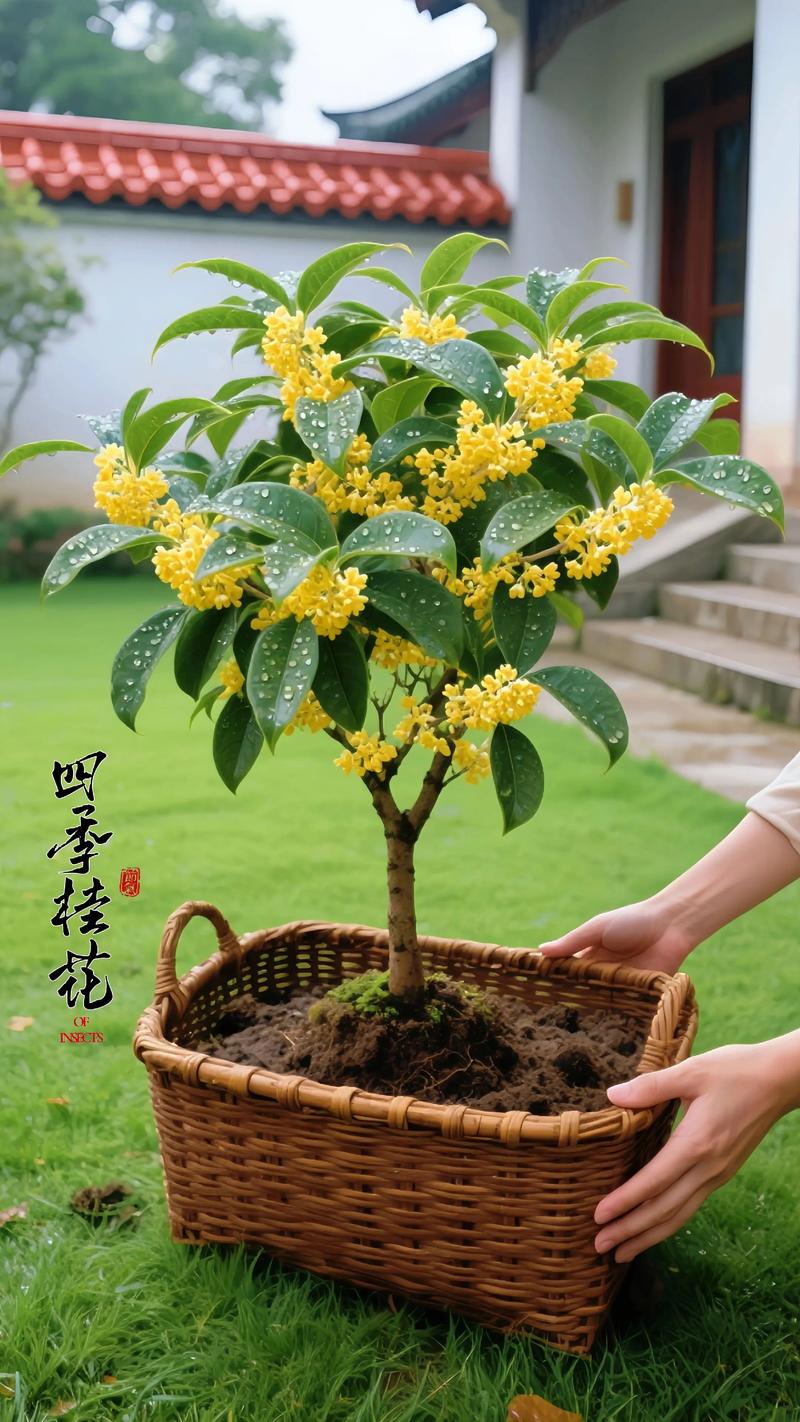 四季桂花树多少钱一棵?2025年价格参考与影响因素解析 价格快速参考