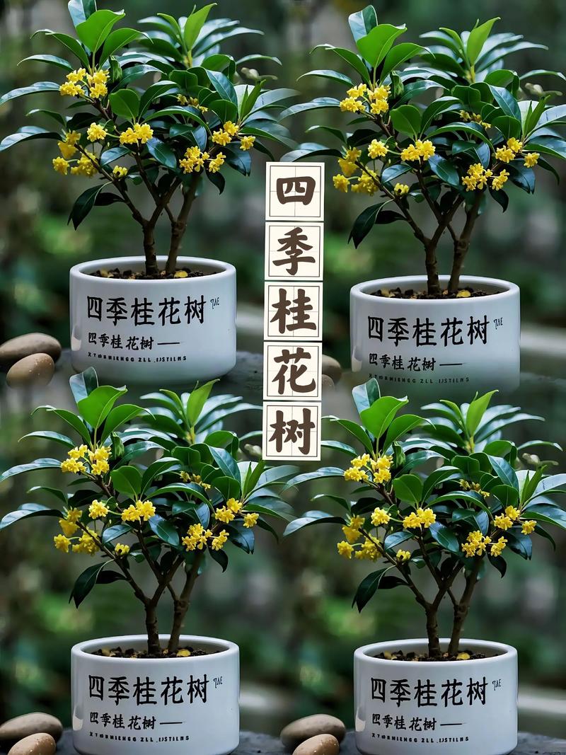 四季桂花树多少钱一棵?2025年价格参考与影响因素解析 价格汇总与选购建议表