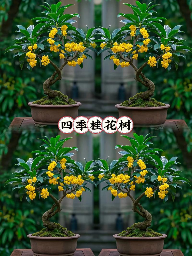 四季桂花树多少钱一棵?2025年价格参考与影响因素解析 咨询与询价指南