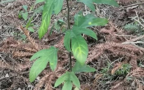 五指毛桃种植指南：哪里种最好、土壤怎么配、成活率高