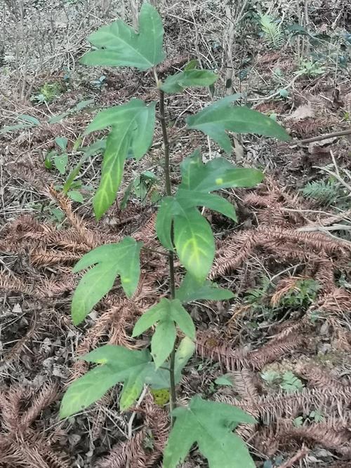 五指毛桃种植指南:哪里种最好、土壤怎么配、成活率高 五指毛桃种植指南:哪里种最好、土壤怎么配、成活率高